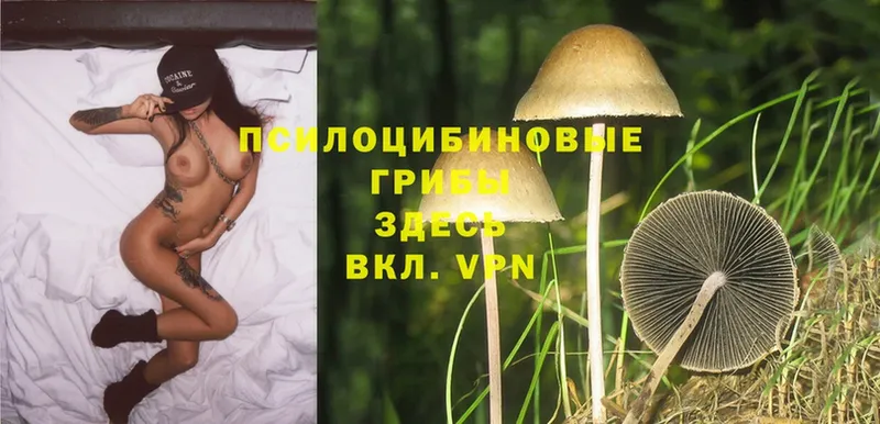 Псилоцибиновые грибы Psilocybe  ОМГ ОМГ ТОР  Наволоки 